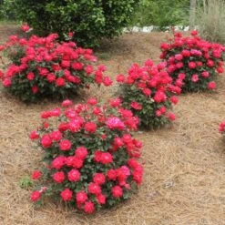 Double Knock Out® Rose 11 Double Knock Out® Rose -Fast Growing Trees Shop Red knockout rose 4