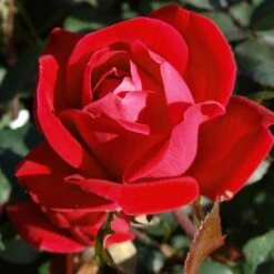 Double Knock Out® Rose 9 Double Knock Out® Rose -Fast Growing Trees Shop Red knockout rose 7 FGT