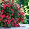 Double Knock Out® Rose -Fast Growing Trees Shop Red knockout rose FGT 600x600 10964f71 3bde 40ac 87ee b7ac043a9383