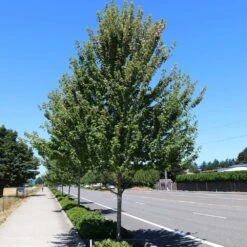 Redpointe® Maple -Fast Growing Trees Shop Redpointe Maple 1