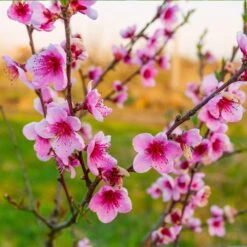Redskin Peach Tree -Fast Growing Trees Shop Redskin Peach Tree 3 8df8851c ef3e 4a16 b538 29f1adcb997c