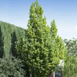 Regal Prince Oak Tree -Fast Growing Trees Shop Regal Prince Oak 1