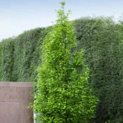 Regal Prince Oak Tree -Fast Growing Trees Shop Regal Prince Oak 3