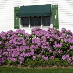 Lavender Rhododendron Shrub -Fast Growing Trees Shop Rhododendron Lavender 2 FGT