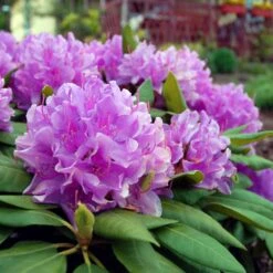 Lavender Rhododendron Shrub -Fast Growing Trees Shop Rhododendron Lavender 3 FGT