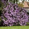 Lavender Rhododendron Shrub -Fast Growing Trees Shop Rhododendron Lavender FGT 600x600 9d084bfd 402e 4a14 904d c3667851a20a