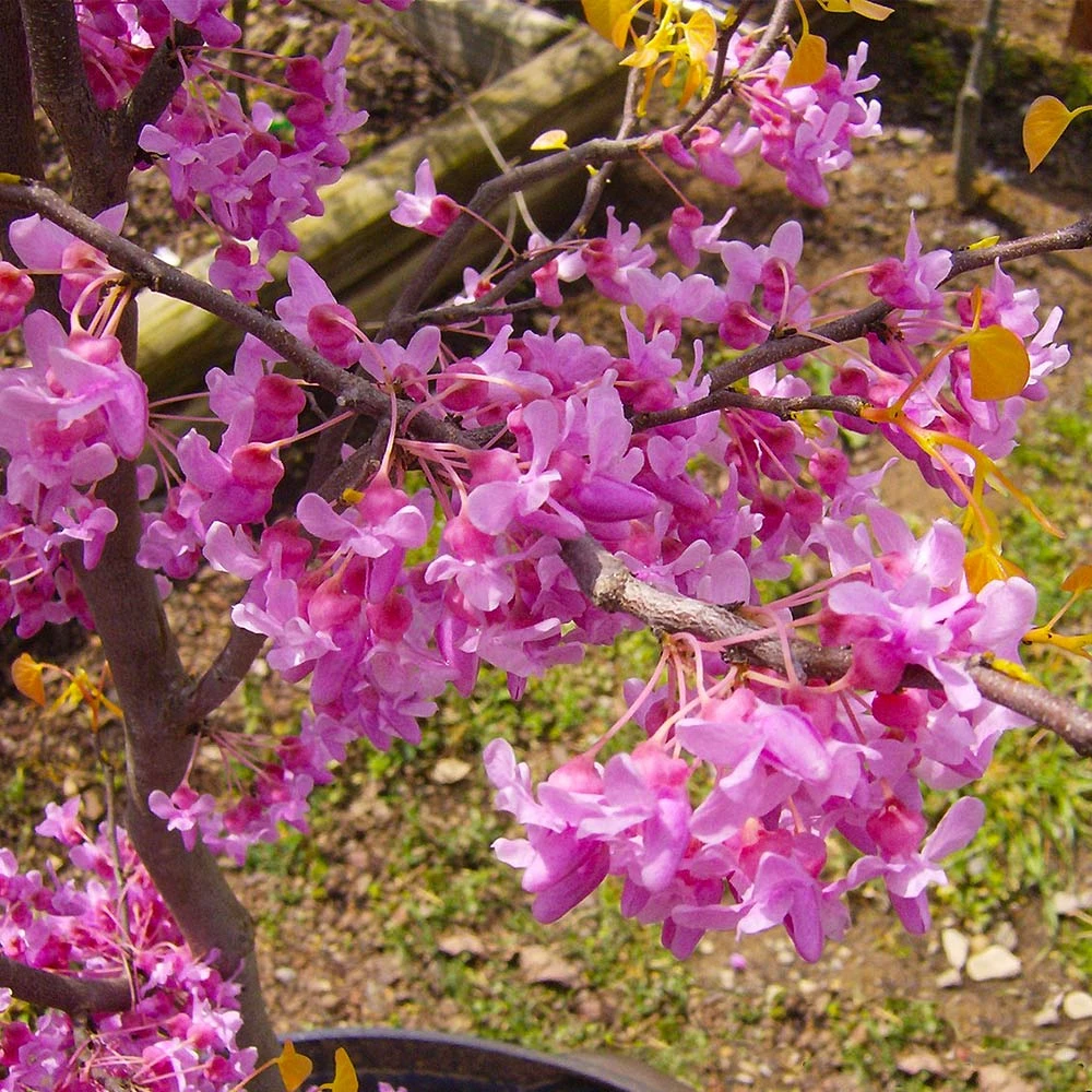 The Rising Sun™ Eastern Redbud Tree 4 The Rising Sun™ Eastern Redbud Tree - Image 4