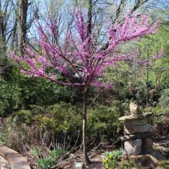 The Rising Sun™ Eastern Redbud Tree 10 The Rising Sun™ Eastern Redbud Tree -Fast Growing Trees Shop Rising Sun Redbud 7