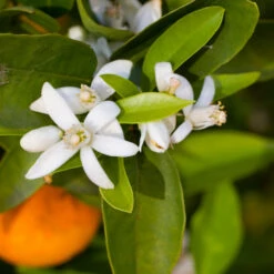 Robertson Navel Orange -Fast Growing Trees Shop Robertson Navel Orange 1