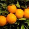 Robertson Navel Orange -Fast Growing Trees Shop Robertson Navel Orange FGT 600x600 a9f66161 ec44 4cfb 838f b40ef8e18604