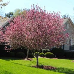 Robinson Crabapple Tree 7 Robinson Crabapple Tree -Fast Growing Trees Shop Robinson Crabapple 3 FGT