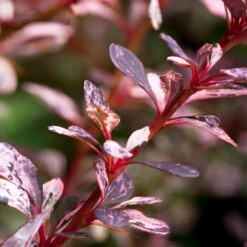 Rose Glow Barberry Shrub 6 Rose Glow Barberry Shrub -Fast Growing Trees Shop Rose GLow Barberry 1 FGT
