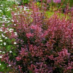 Rose Glow Barberry Shrub 7 Rose Glow Barberry Shrub -Fast Growing Trees Shop Rose GLow Barberry 3 FGT