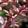 Rose Glow Barberry Shrub -Fast Growing Trees Shop Rose GLow Barberry FGT 600x600 fce267bf 276b 4fd5 bc60 84261762ad55