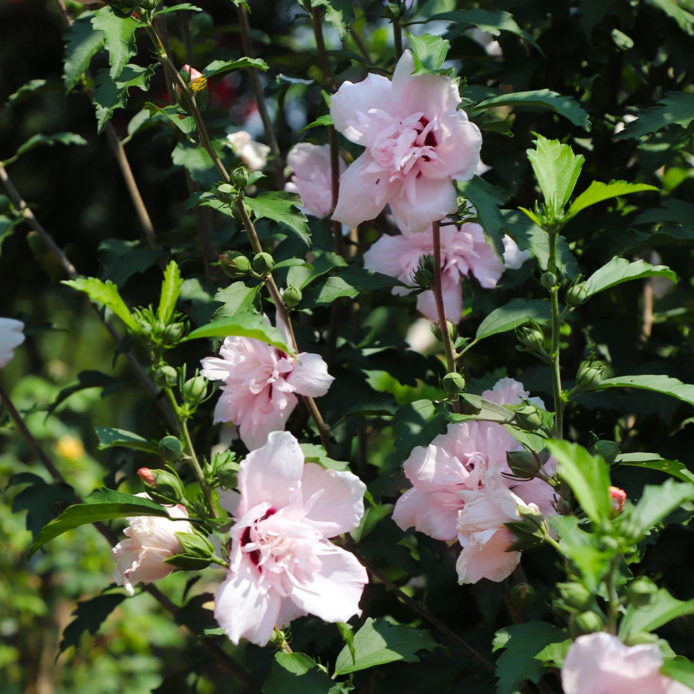 Pink Rose Of Sharon Althea Tree 3 Pink Rose Of Sharon Althea Tree - Image 3
