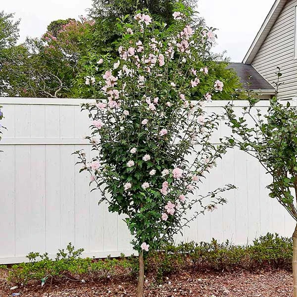 Pink Rose Of Sharon Althea Tree 1 Pink Rose Of Sharon Althea Tree