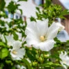 White Rose Of Sharon Althea Tree 9 White Rose Of Sharon Althea Tree -Fast Growing Trees Shop Rose of Sharon Tree White FGT sinlge 600x600 ce00831d 236e 4a00 ae4d 382b590a5bd4