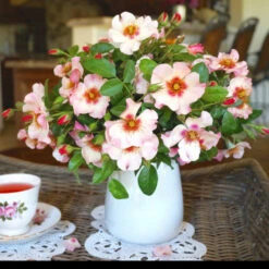 Raspberry Kiss™ Rose Tree -Fast Growing Trees Shop Rosemarry Kiss Rose tree 1