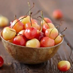 Royal Ann Cherry Tree -Fast Growing Trees Shop Royal Ann CHerry Tree 1 FGT