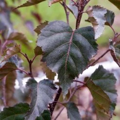 Royal Frost® Birch Tree -Fast Growing Trees Shop Royal Frost Birch 2 FGT