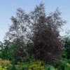 Royal Frost® Birch Tree -Fast Growing Trees Shop Royal Frost Birch FGT 600x600 85f9d1e8 5ce1 44e0 9763 373ec09b9b60