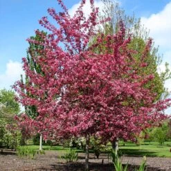 Royal Raindrops® Crabapple Tree -Fast Growing Trees Shop Royal Raindrops Crabapple 2