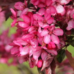 Royal Raindrops® Crabapple Tree -Fast Growing Trees Shop Royal Raindrops Crabapple 3