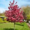Royal Raindrops® Crabapple Tree -Fast Growing Trees Shop Royal Raindrops Crabapple 600x600 d2fb66a7 8df8 4a13 9378 65bf4b5229e8
