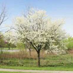 Royal White Redbud Tree -Fast Growing Trees Shop Royal White Redbud 1