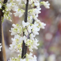 Royal White Redbud Tree -Fast Growing Trees Shop Royal White Redbud 5 FGT