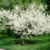 Royal White Redbud Tree 7 Royal White Redbud Tree -Fast Growing Trees Shop Royal White Redbud 600x600 ccd5de23 5283 4e40 b2ae 60b520088a5a
