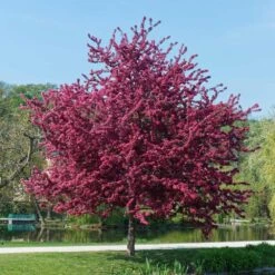 Royalty Crabapple Tree -Fast Growing Trees Shop Royalty Crabapple 5 BB