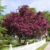 Royalty Crabapple Tree -Fast Growing Trees Shop Royalty Crabapple FGT 600x600 d774e7b4 d01c 4958 babc a565dfd4fbc1