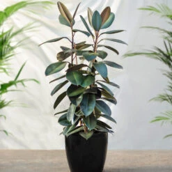 Air-Purifying House Plant Kit -Fast Growing Trees Shop Rubber Tree FGT 41d06897 7e64 4438 9d3a fd7a33808734
