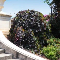 Ruby Falls Redbud Tree 11 Ruby Falls Redbud Tree -Fast Growing Trees Shop Ruby Falls Redbud 8