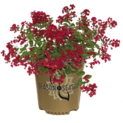 Ruby Prince™ Emerald Empire® Crape Myrtle Tree -Fast Growing Trees Shop Ruby Prince Crape Myrtle 2