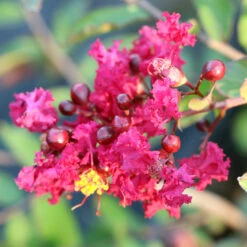 Ruby Prince™ Emerald Empire® Crape Myrtle Tree -Fast Growing Trees Shop Ruby Prince Crape Myrtle 3