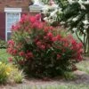 Ruby Prince™ Emerald Empire® Crape Myrtle Tree -Fast Growing Trees Shop Ruby Prince Crape Myrtle 600x600 13ad0d15 815c 4640 a1b0 f727db853f57