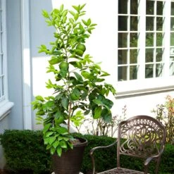 Ruby Red Grapefruit Tree -Fast Growing Trees Shop Ruby Red Grapefruit 8