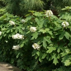 Ruby Slippers Hydrangea Shrub -Fast Growing Trees Shop Ruby Slippers Hydrangea 2