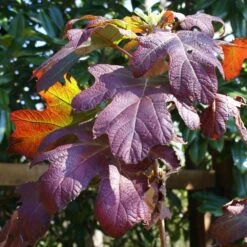 Ruby Slippers Hydrangea Shrub -Fast Growing Trees Shop Ruby Slippers Hydrangea 3