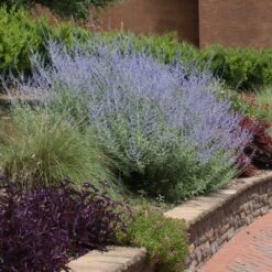 Russian Sage -Fast Growing Trees Shop Russian Sage 1 FGT