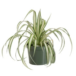 Spider Plant -Fast Growing Trees Shop SPI PLA1