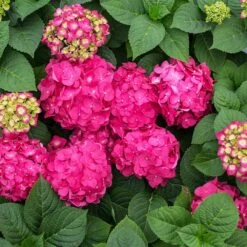 Endless Summer® Summer Crush® Hydrangea 10 Endless Summer® Summer Crush® Hydrangea -Fast Growing Trees Shop SUmmer Crush Endless SUmmer Hydrangea 11 FGT