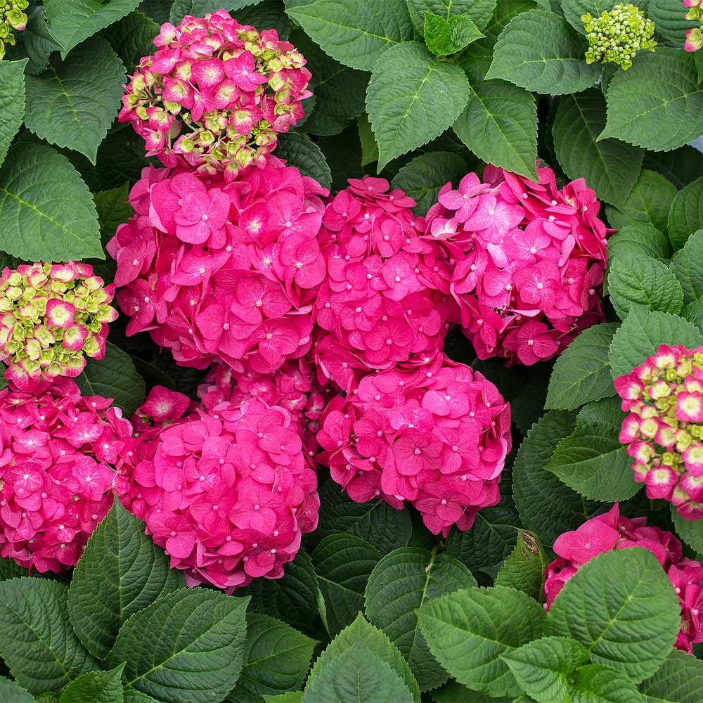 Endless Summer® Summer Crush® Hydrangea 4 Endless Summer® Summer Crush® Hydrangea - Image 4
