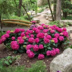Endless Summer® Summer Crush® Hydrangea 12 Endless Summer® Summer Crush® Hydrangea -Fast Growing Trees Shop SUmmer Crush Endless SUmmer Hydrangea 3 FGYT