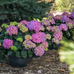 Endless Summer® Summer Crush® Hydrangea 9 Endless Summer® Summer Crush® Hydrangea -Fast Growing Trees Shop SUmmer Crush Endless SUmmer Hydrangea 9 FGT