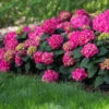 Endless Summer® Summer Crush® Hydrangea 8 Endless Summer® Summer Crush® Hydrangea -Fast Growing Trees Shop SUmmer Crush Endless SUmmer Hydrangea FGT 600x600 0b6c1771 f284 47de aec9 fd3a74118d9a