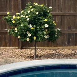 Sunny Knock Out® Rose Tree -Fast Growing Trees Shop SUnny knockout Rose Tree 3