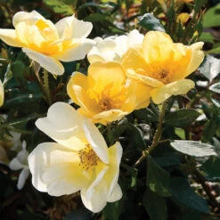 Sunny Knock Out® Rose Tree -Fast Growing Trees Shop SUnny knockout Rose Tree 4 FGT